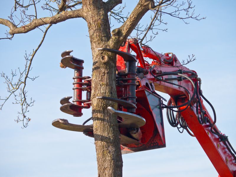 Equipment for Tree Removal