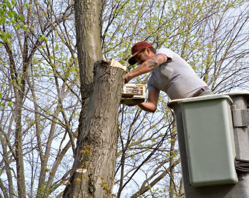 Tree Limb Trimming Service