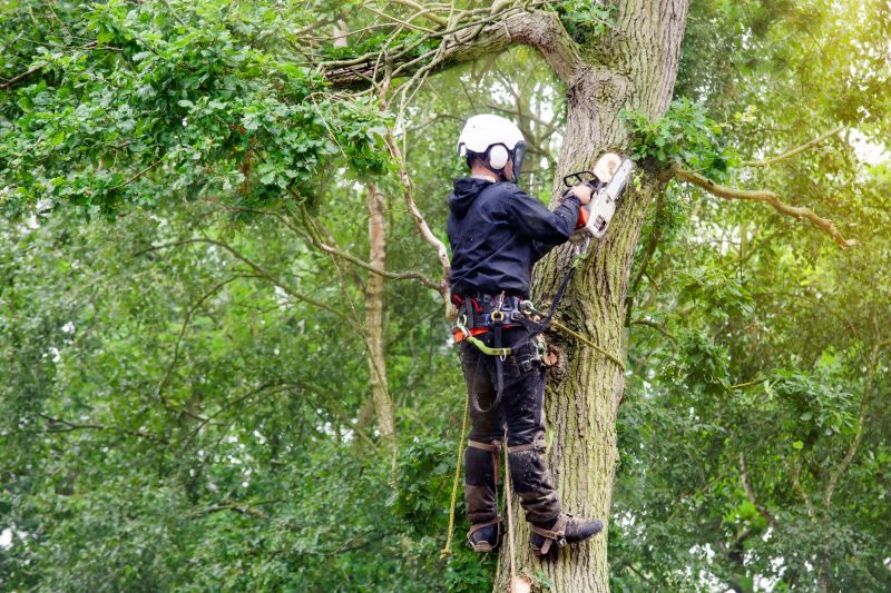 Professional Tree Trimming Crew