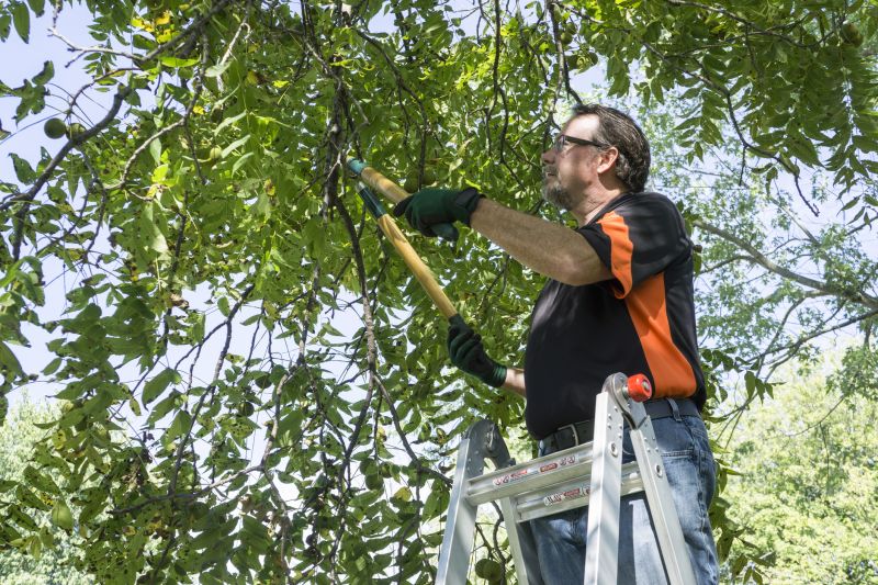 Young Tree Pruning