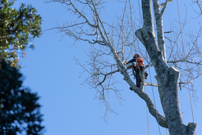 Large Tree Maintenance