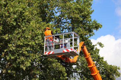 Arborist Performing Pruning