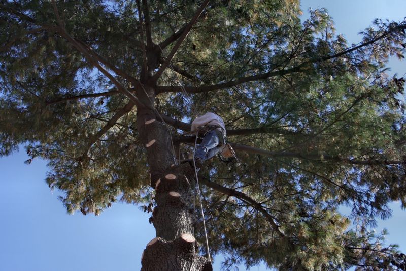 Tree Inspection by Professional