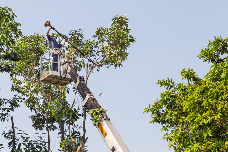 Tree Maintenance Work