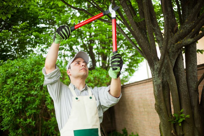 Experienced Tree Care Professionals