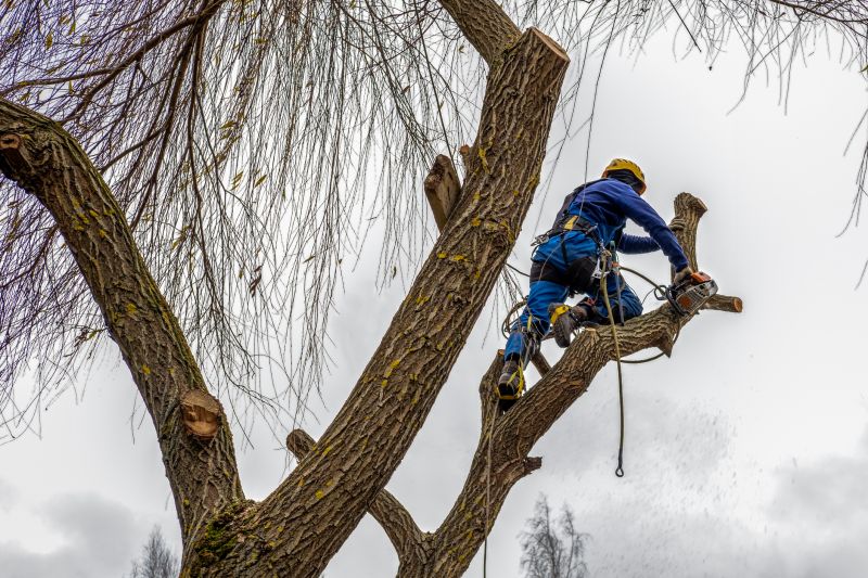 Customized Tree Maintenance Plans
