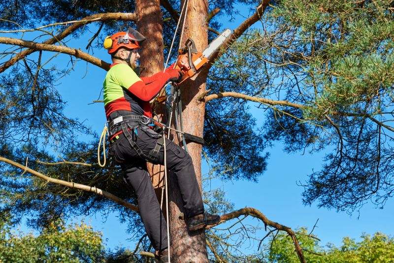 Emergency Tree Trimming Services