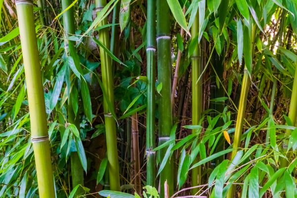 Cost of Bamboo Trimming in Douglasville