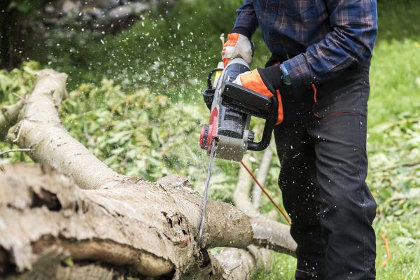 Cost of Branch Removal Service in Douglasville