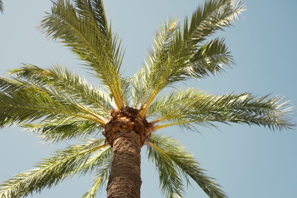 Palm Tree Pruning in Douglasville
