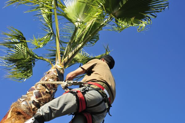 Palm Tree Trimming in Douglasville
