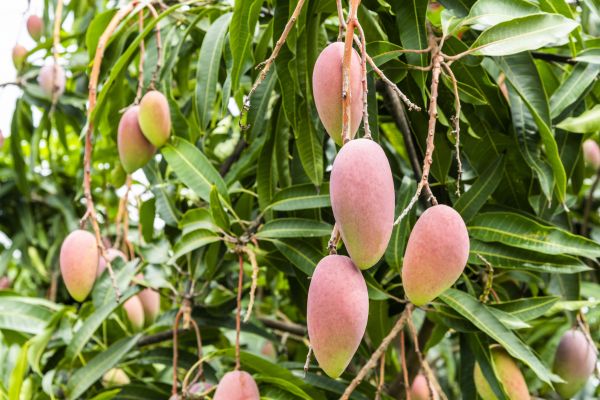 Cost of Mango Tree Trimming in Douglasville