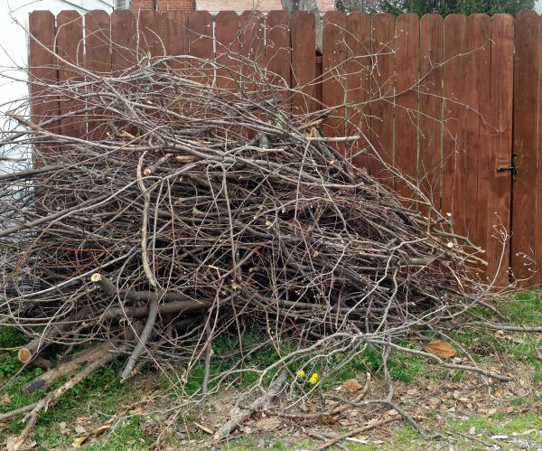 Cost of Dead Branch Removal in Douglasville