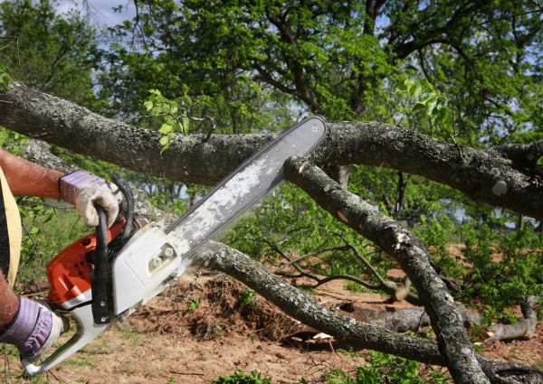 Cost of Tree Branch Cutting in Douglasville