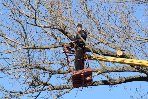 Cost of Emergency Tree Trimming in Douglasville
