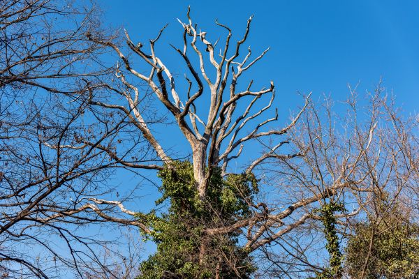 Cost of Deadwood Removal in Douglasville