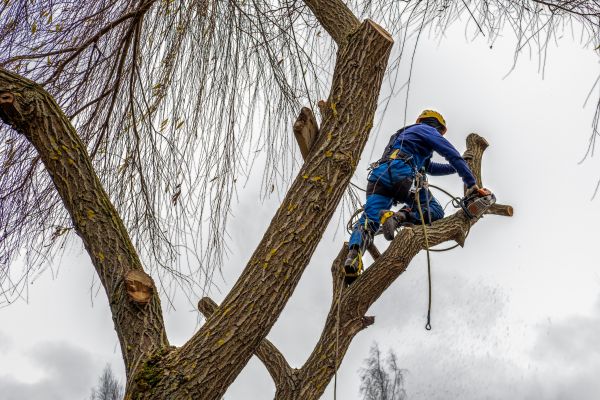 Cost of Tree Maintenance Service in Douglasville