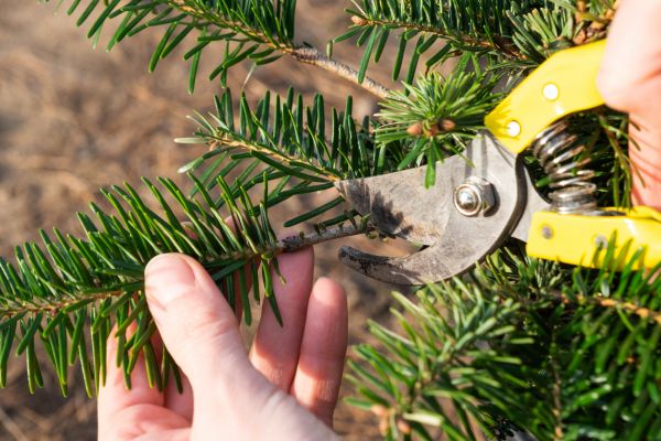Pine Tree Pruning in Douglasville