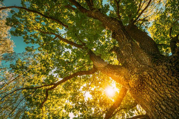 Oak Tree Pruning in Douglasville