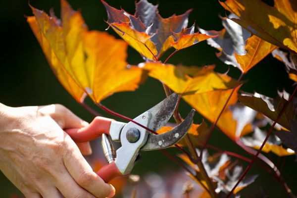 Maple Tree Pruning in Douglasville