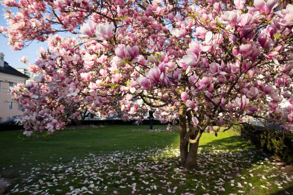 Cost of Magnolia Tree Pruning in Douglasville