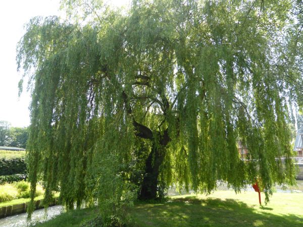 Cost of Willow Tree Trimming in Douglasville