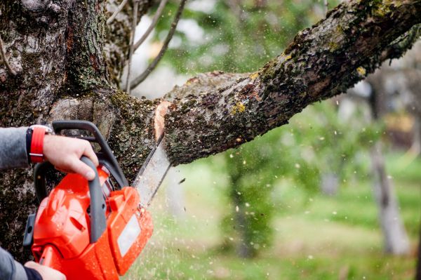 Tree Limbs Removal in Douglasville