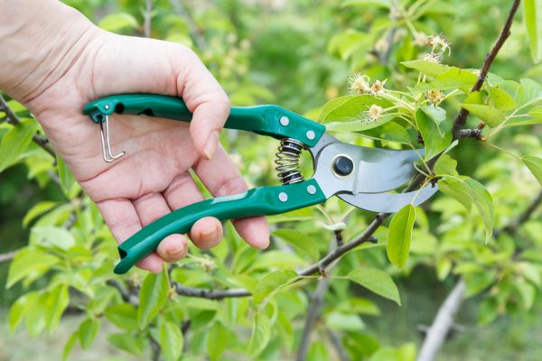 Pear Tree Pruning in Douglasville