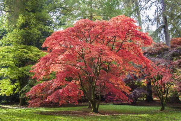 Japanese Maple Pruning in Douglasville