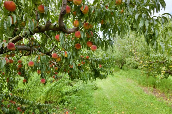 Peach Tree Pruning in Douglasville