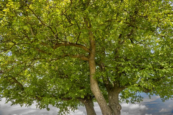 Cost of Walnut Tree Trimming in Douglasville