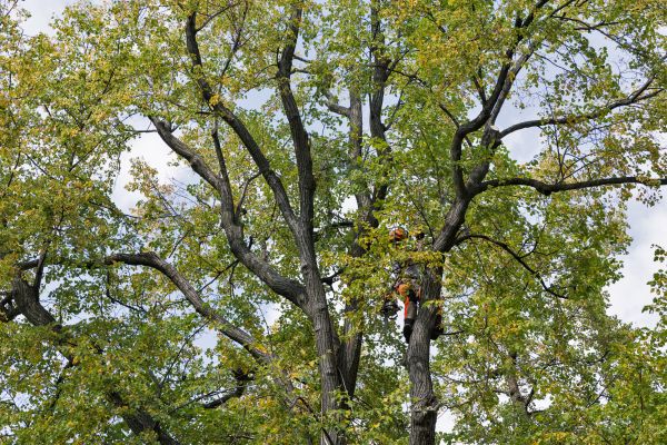 Cost of Tree Crown Shaping in Douglasville