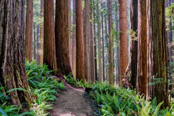 Cost of Redwood Tree Trimming in Douglasville