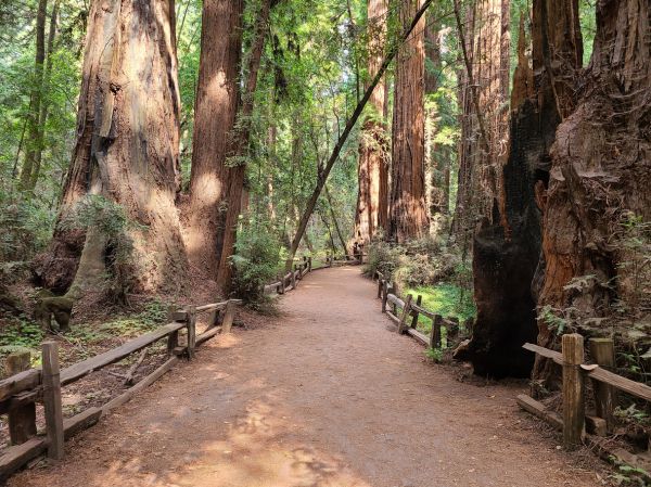 Cost of Redwood Tree Pruning in Douglasville