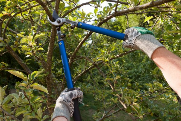 Cost of Residential Tree Pruning in Douglasville