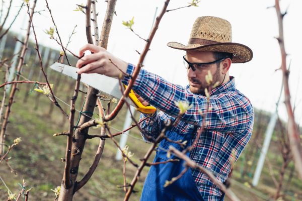 Cost of Orchard Tree Pruning in Douglasville