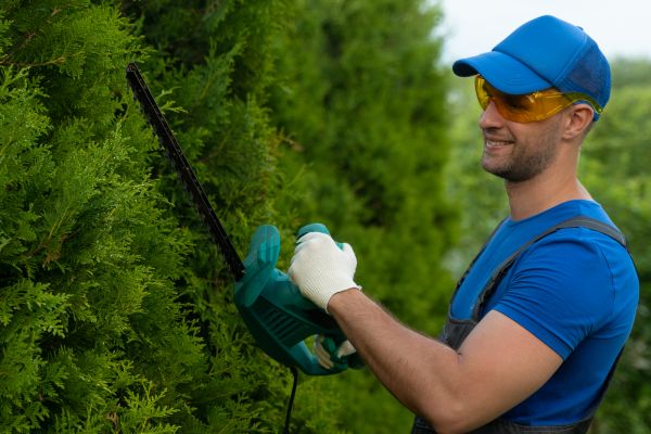 Cost of Tree Shaping Service in Douglasville