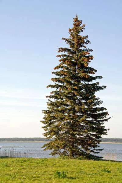 Cost of Spruce Tree Pruning in Douglasville