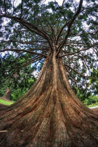 Cost of Cedar Tree Pruning in Douglasville