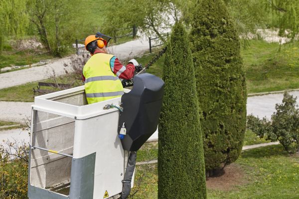 Cost of Cypress Tree Pruning in Douglasville