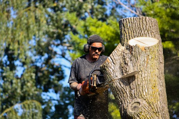Cost of Ash Tree Pruning in Douglasville