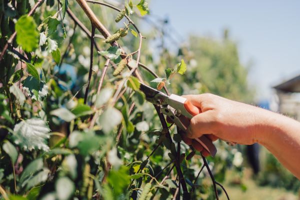 Cost of Birch Tree Pruning in Douglasville