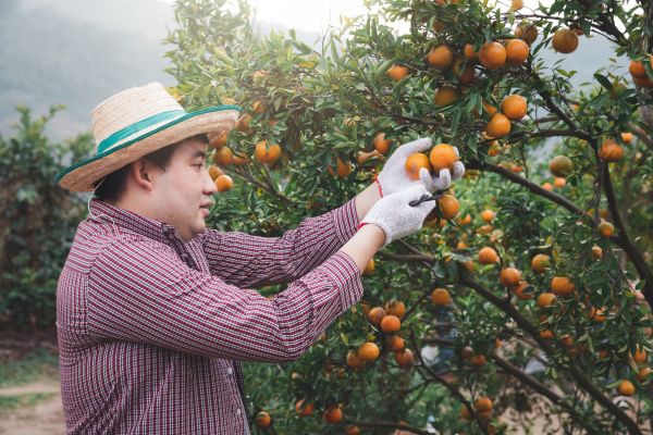 Cost of Orange Tree Pruning in Douglasville