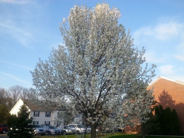 Cost of Bradford Pear Tree Pruning in Douglasville