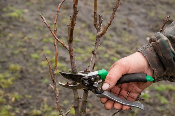 Pear Trees Pruning in Douglasville