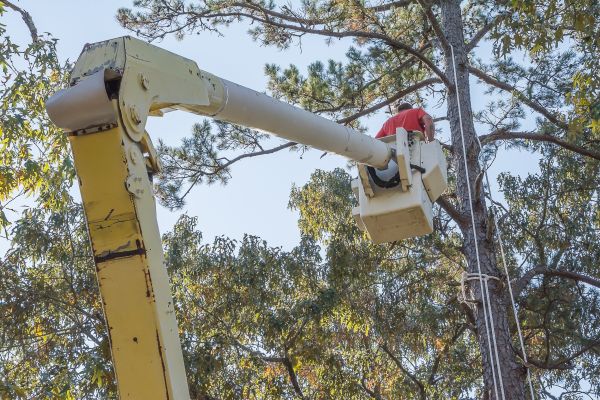 Cost of Limbs Trimming in Douglasville