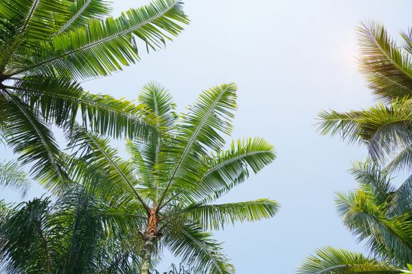 Cost of Queen Palm Tree Trimming in Douglasville