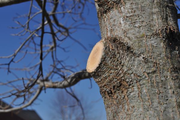 Cost of Limb Pruning in Douglasville