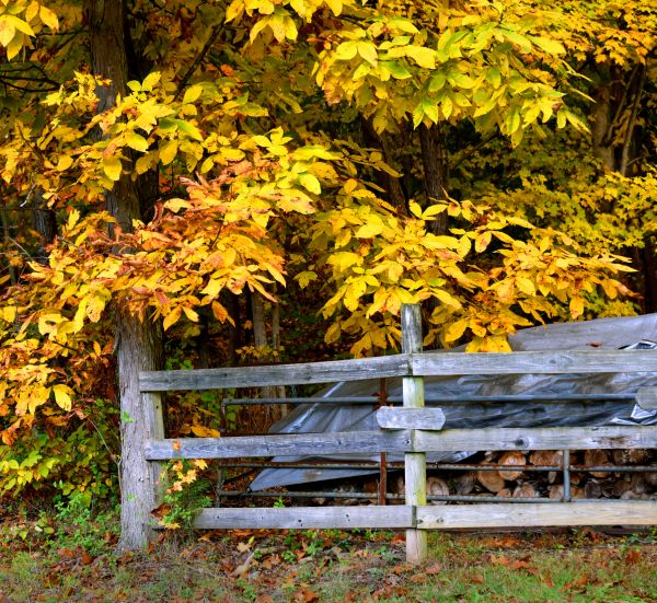 Cost of Hickory Tree Pruning in Douglasville