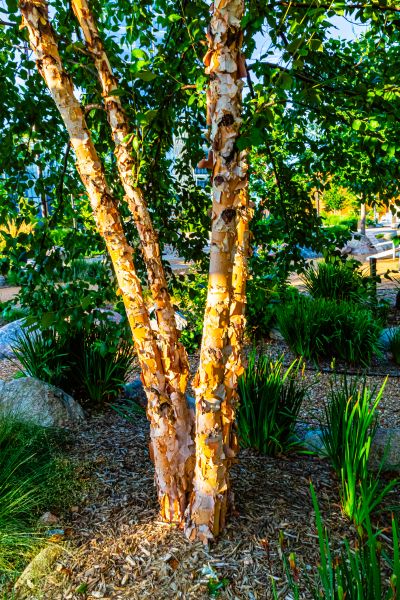 Cost of River Birch Trimming in Douglasville